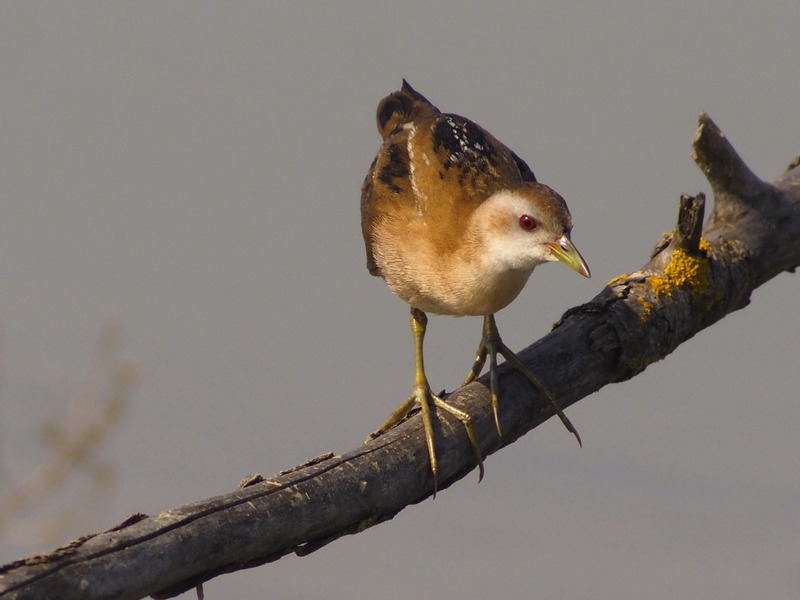 Schiribilla (Porzana parva)